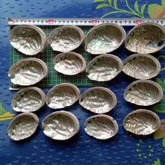 アワビの貝殻 16個セット DIY素材　訳あり 欠け、穴あり