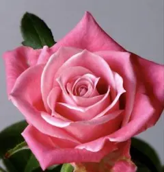 にゃおん様専用 タージマハル バラ苗