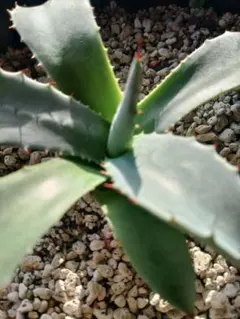 2026年最新】アガベ フェロックス錦の人気アイテム - メルカリ