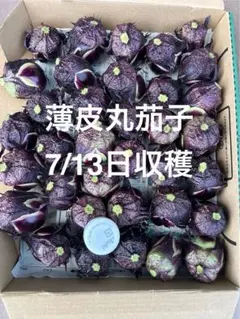 山形県産　薄皮丸茄子　漬物用小茄子　コンパクトBOXいっぱいのサムネイル