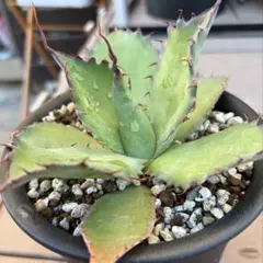 2026年最新】シャウィ アガベの人気アイテム - メルカリ