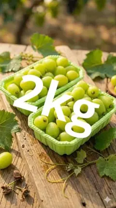 2026年最新】シャインマスカット kgの人気アイテム - メルカリ