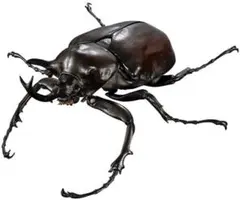 いきもの大図鑑　アドバンス　ゾウカブト　マルスゾウカブト　カプセル版　01のサムネイル