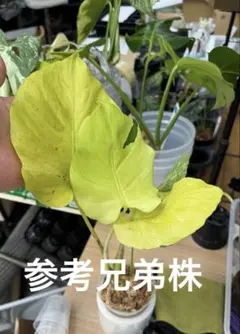 Monstera Electrolyte TC モンステラ エレクトロライト - メルカリ