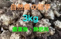 菊芋 3kg 無肥料 農薬不使用 自然農 健康野菜 スーパーフード