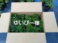 ゆいぴー様専用　イチゴ苗　　12株　ポット苗土付き