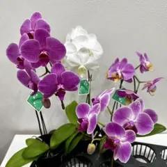 入荷少なめです❗️超希少❗️胡蝶蘭❤️ブルージーン 1本立 - メルカリ
