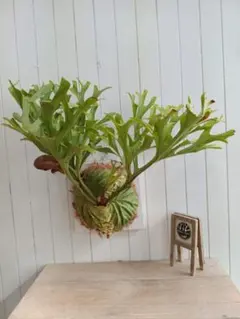 2025年最新】リドレイ ワイルドの人気アイテム - メルカリ