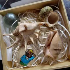 貝殻コレクションと装飾品