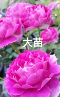 希少バラ苗 超強香 宅急便コンパクト発送 - メルカリ