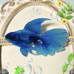 アクリル魚帯留め >* ))))>< 美しい珊瑚の海のブルーフィッシュ ໒꒱ミニ