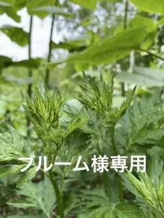 ブルーム様専用　ヨモギと桑の葉のサムネイル