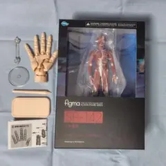 figma 人体模型＋1/2ハンドモデル