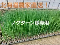 2026年最新】北もみじ2000の人気アイテム - メルカリ