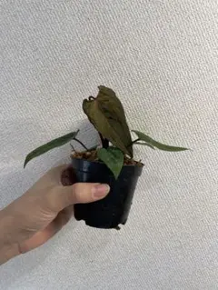 2025年最新】アンスリウム斑入りの人気アイテム - メルカリ