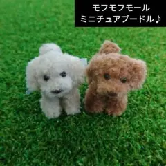 モフモフモール ミニチュアプードル　セット！