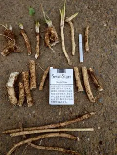 2026年最新】山わさび苗の人気アイテム - メルカリ