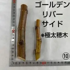 2026年最新】いちぢく穂木 ゴールデンリバーサイドの人気アイテム