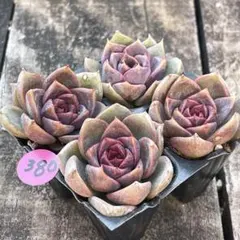 速達❗️ジュピ様 リクエスト 3点 まとめ商品