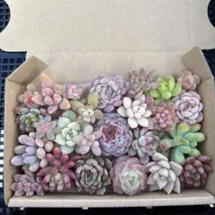 多肉植物カット苗詰め合わせ　寄せ植え　ミニサイズ
