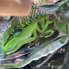 宝島社　のびーるヤバいリアル危険生物　⭐︎シークレット⭐︎
