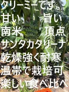 巨大苗150㎝◆大満足！甘酸っぱく果実がでかい◆フトマル・バナナ苗◆木熟＝耐病性 150㎝巨大苗◇大満足！甘酸っぱく果実がでかい◇フトマル・バナナ苗