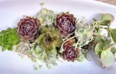 多肉植物＊センペルビウム・５種抜き苗・越冬可能