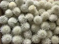 千日紅ドライフラワー　ホワイト
