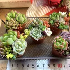 5個セット♡多肉植物寄せ植え♡そのまま飾れる♡
