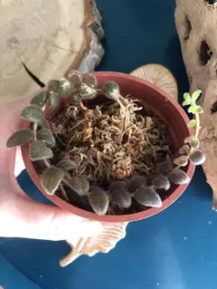 散斑入りグロリオサ 散斑入りグロリオサ 観葉植物/ユッカ：グロリオサ バリエガータ