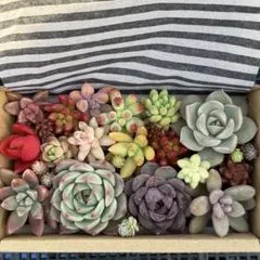 のんのん様 リクエスト 2点 まとめ商品