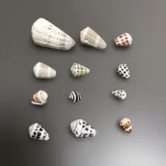 貝殻 12個セット 自然な模様 ⑤