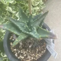 アロエ　ディスタンス(環城楽）南ア原産　希少原種　多肉植物のサムネイル