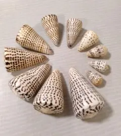 2026年最新】イモガイの人気アイテム - メルカリ