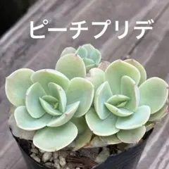 2026年最新】ピーチプリデ 多肉の人気アイテム - メルカリ