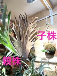 2025年最新】akki ビカクシダの人気アイテム - メルカリ