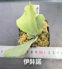 2026年最新】伊弉諾 ビカクシダの人気アイテム - メルカリ