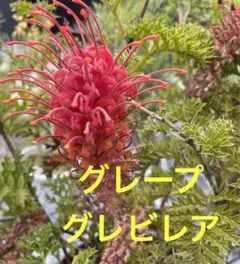 2025年最新】グレビレア グレープの人気アイテム - メルカリ