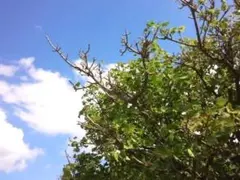 オーキッド様 リクエスト 2点 まとめ商品