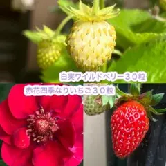 カモミール様 リクエスト 2点 まとめ商品