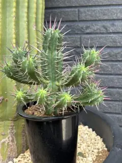 豪刺系ロビビア フェロックスとスピノシオール FNつき 9種類27株セット 豪刺系ロビビア フェロックスとスピノシオール FNつき 9種類27株