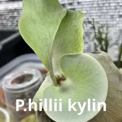 2026年最新】ヒリーキリンの人気アイテム - メルカリ