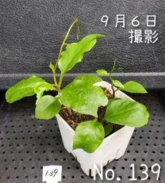 2026年最新】おかわかめ むかごの人気アイテム - メルカリ