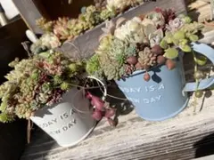 多肉植物☆そのまま飾れる寄せ植え☆2点セット