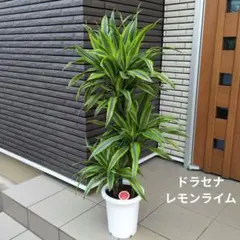 ドラセナ ワーネッキーレモンライム 8号 ボリューム株 美品 2 - メルカリ