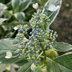 紫陽花 挿し木用 挿し穂３本&クリスマスローズ　種子20粒のサムネイル