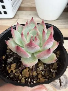 売却済み3/13撮影)モーニング(抜き苗)多肉植物 多肉植物 モーニングデュー 3株 抜き苗 - メルカリ