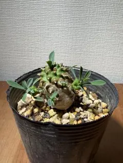 得得セール❗️ユーフォルビアの峨眉山（ガビザン・がびざん）多頭株です。のサムネイル