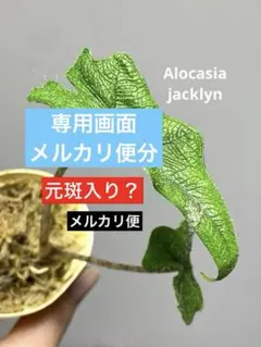 専用画面　メルカリ便分