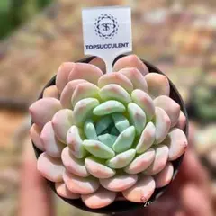Top【選抜株】多肉植物 360831オブシディアン エッジ24個 鉢無し/脱土